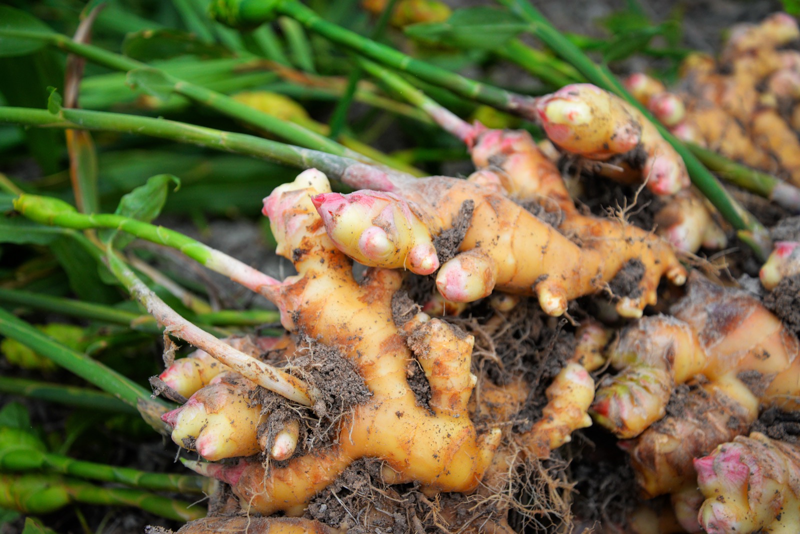 Zingiber officinale
